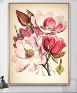 Tranh hoa mộc lan