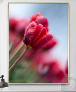 Tranh hoa tulip