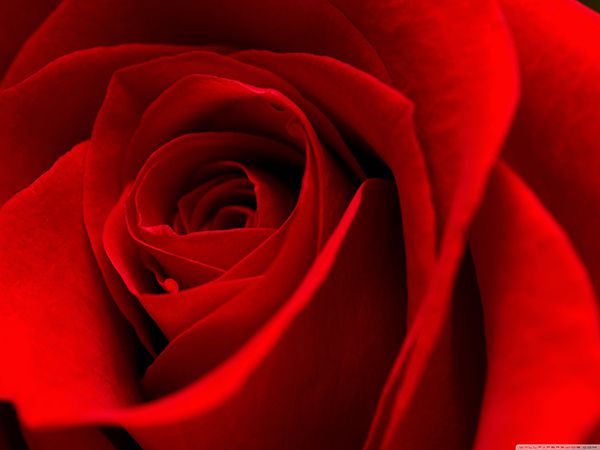 Tranh hoa hồng đỏ có ý nghĩa cho tình yêu cháy bỏng 